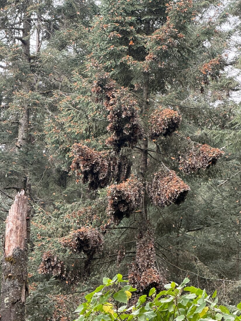 Monarch butterflies clustered in great masses on the fir trees at the summit