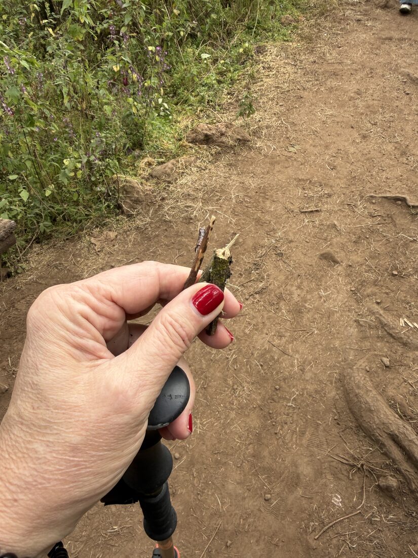A hand holding a small fir branch broken from the tree and rubbed in sap