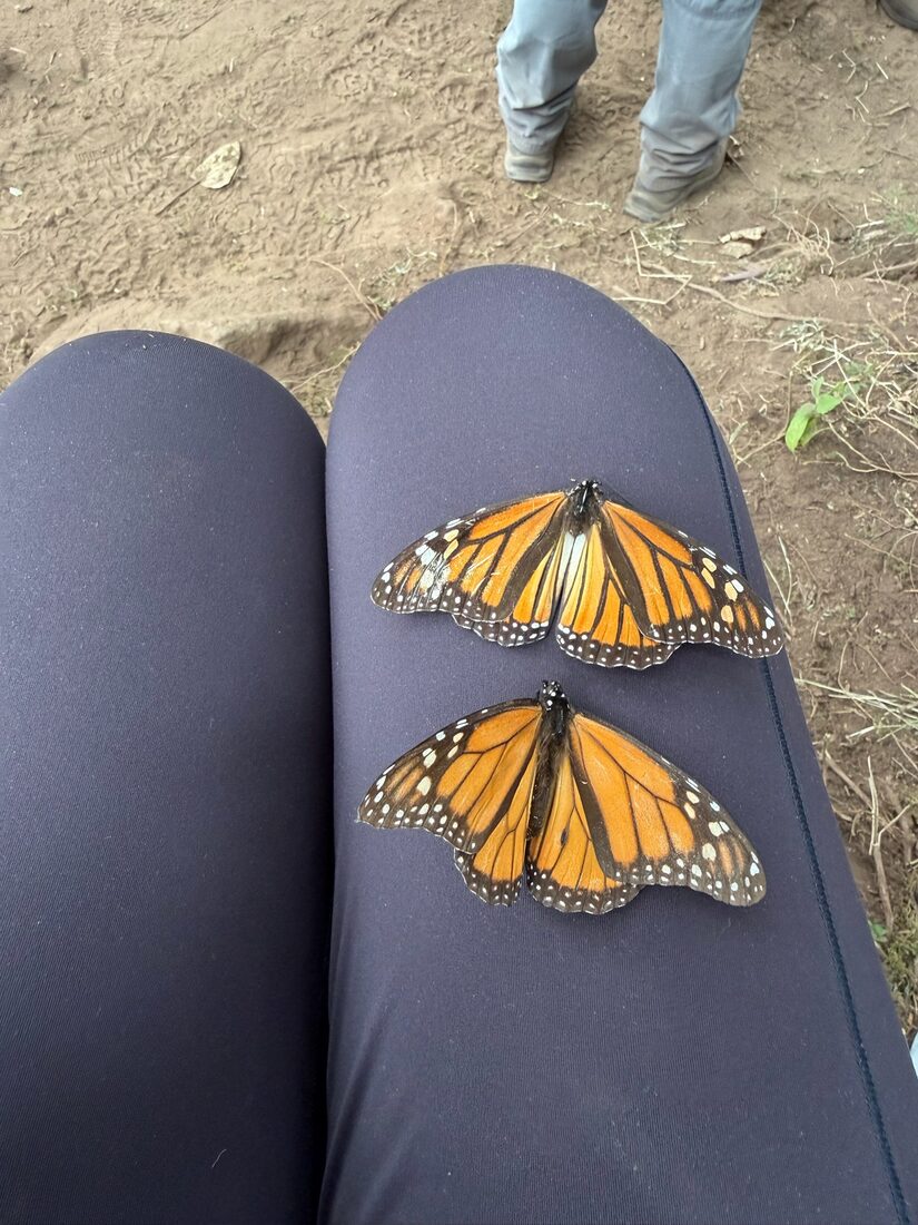 Two monarch butterflies resting with their wings open in the sun
